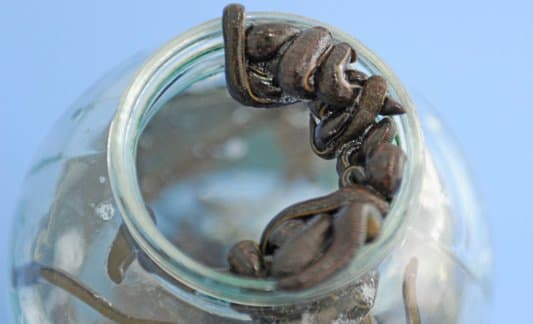 Гирудотерапия в Казани - 3